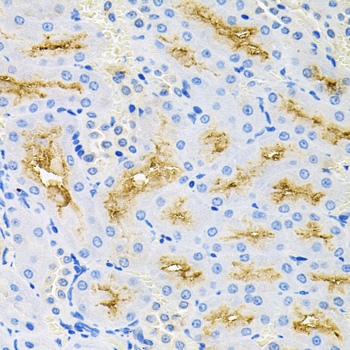 CASP9 / Caspase 9 Antibody - Immunohistochemistry of paraffin-embedded rat kidney using CASP9 antibodyat dilution of 1:100 (40x lens).