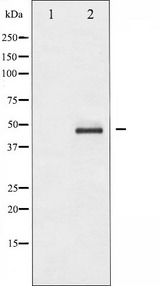 CASP9 / Caspase 9 Antibody - Western blot analysis of Caspase 9 expression in TNF-a treated NIH-3T3 whole cells lysates. The lane on the left is treated with the antigen-specific peptide.
