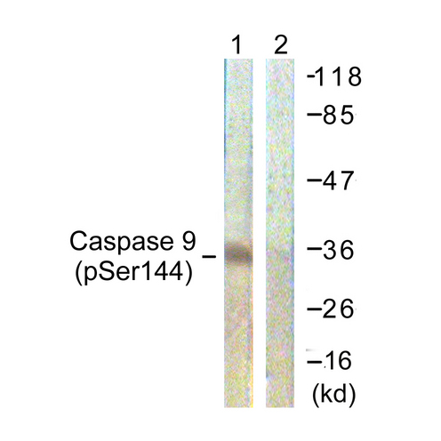 CASP9 / Caspase 9 Antibody - Western blot analysis of lysates from K562 cells, using Caspase 9 (Phospho-Ser144) Antibody. The lane on the right is blocked with the phospho peptide.