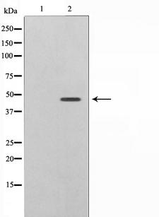 CASP9 / Caspase 9 Antibody - Western blot analysis of Caspase 9 phosphorylation expression in TNF treated HeLa whole cells lysates. The lane on the left is treated with the antigen-specific peptide.