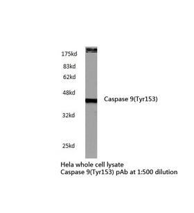 CASP9 / Caspase 9 Antibody - Western blot of Caspase 9(Tyr153) pAb in extracts from HeLa cells.