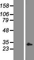 CASP9 / Caspase 9 Protein - Western validation with an anti-DDK antibody * L: Control HEK293 lysate R: Over-expression lysate