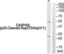 Caspase 4 + Caspase 5 Antibody - Western blot analysis of extracts from Jurkat cells, using Caspase 4/5 (p20, Cleaved-Asp270/Asp311) antibody.