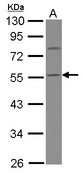 CASQ1 / Calsequestrin 1 Antibody - Sample (30 ug of whole cell lysate) A: HepG2 10% SDS PAGE CASQ1 antibody diluted at 1:1000