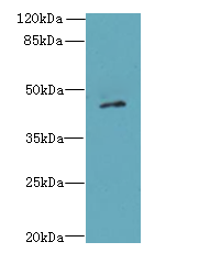 CASQ1 / Calsequestrin 1 Antibody - Western blot. All lanes: CASQ1 antibody at 5 ug/ml+Mos- brain tissue Goat polyclonal to rabbit at 1:10000 dilution. Predicted band size: 45 kDa. Observed band size: 45 kDa.