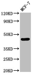 CASQ2 / Calsequestrin 2 Antibody - Positive Western Blot detected in MCF-7 whole cell lysate. All lanes: CASQ2 antibody at 3 µg/ml Secondary Goat polyclonal to rabbit IgG at 1/50000 dilution. Predicted band size: 47, 39 KDa. Observed band size: 47 KDa