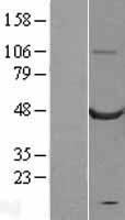 CASQ2 / Calsequestrin 2 Protein - Western validation with an anti-DDK antibody * L: Control HEK293 lysate R: Over-expression lysate