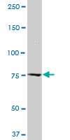 CAST / Calpastatin Antibody - CAST monoclonal antibody (M03), clone 2C5. Western Blot analysis of CAST expression in NIH/3T3.
