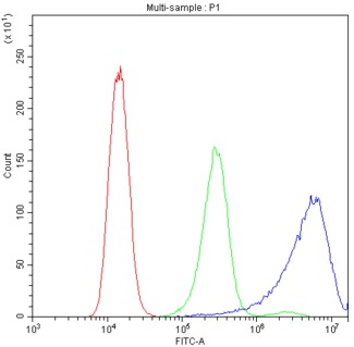 CAST / Calpastatin Antibody - Flow Cytometry analysis of A431 cells using anti-Calpastatin antibody. Overlay histogram showing A431 cells stained with anti-Calpastatin antibody (Blue line). The cells were blocked with 10% normal goat serum. And then incubated with rabbit anti-Calpastatin Antibody (1µg/10E6 cells) for 30 min at 20°C. DyLight®488 conjugated goat anti-rabbit IgG (5-10µg/10E6 cells) was used as secondary antibody for 30 minutes at 20°C. Isotype control antibody (Green line) was rabbit IgG (1µg/10E6 cells) used under the same conditions. Unlabelled sample (Red line) was also used as a control.
