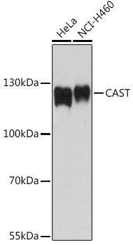 CAST / Calpastatin Antibody - Western blot analysis of extracts of various cell lines using CAST Polyclonal Antibody at dilution of 1:1000.