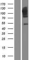CAST / Calpastatin Protein - Western validation with an anti-DDK antibody * L: Control HEK293 lysate R: Over-expression lysate