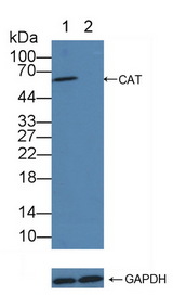 CAT / Catalase Antibody - Knockout Varification: Lane 1: Wild-type HepG2 cell lysate; Lane 2: CAT knockout HepG2 cell lysate; Predicted MW: 60kd Observed MW: 60kd Primary Ab: 2µg/ml Rabbit Anti-Human CAT Antibody Second Ab: 0.2µg/mL HRP-Linked Caprine Anti-Rabbit IgG Polyclonal Antibody