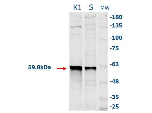 CAT / Catalase Antibody - Western Blot of Rabbit Anti-Catalase (Bovine Liver) Antibody. Lane 1: CHO K1 Lysate 10µg. Lane 2: CHO S Lysate 10µg. Lane 3: Opal Pre-stained Molecular Weight Marker  Primary Antibody: Rabbit Anti-Catalase at 1:500 overnight at 2-8°C. Secondary Antibody: Goat Anti-Rabbit IgG CY5 at 1:10,000 for 30 in at RT. Expect: ~59.8kDa.