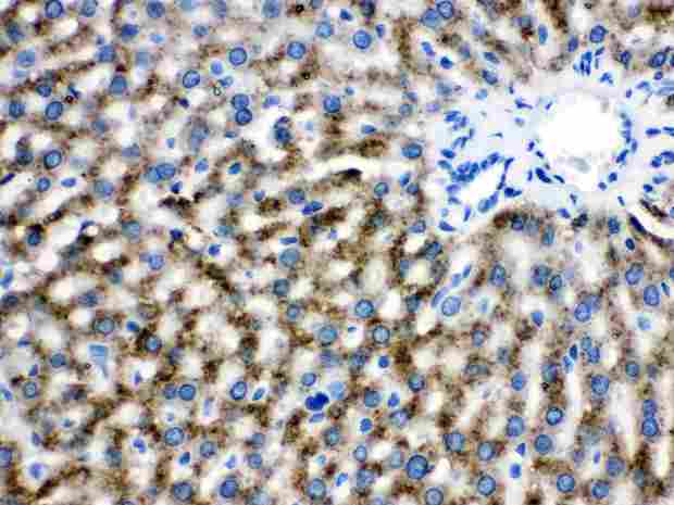 CAT / Catalase Antibody - Catalase was detected in paraffin-embedded sections of rat liver tissues using rabbit anti- Catalase Antigen Affinity purified polyclonal antibody