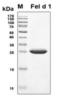 CH2 Protein