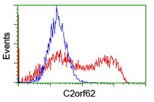 CATIP / C2orf62 Antibody - HEK293T cells transfected with either overexpress plasmid (Red) or empty vector control plasmid (Blue) were immunostained by anti-C2orf62 antibody, and then analyzed by flow cytometry.