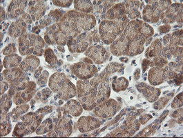 CATIP / C2orf62 Antibody - IHC of paraffin-embedded Human pancreas tissue using anti-C2orf62 mouse monoclonal antibody.