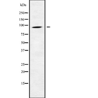 CATSPER1 / CATSPER Antibody - Western blot analysis of CATSPER1 using K562 whole cells lysates
