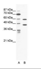 CATSPER2 Antibody - A: Marker, B: HepG2 Cell Lysate.  This image was taken for the unconjugated form of this product. Other forms have not been tested.