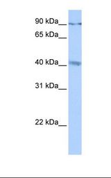 CATSPERG Antibody - MCF7 cell lysate. Antibody concentration: 0.5 ug/ml. Gel concentration: 12%.  This image was taken for the unconjugated form of this product. Other forms have not been tested.