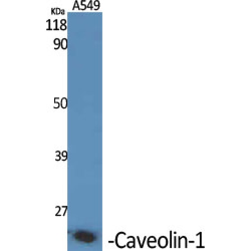 CAV1 / Caveolin 1 Antibody - Western blot of Caveolin-1 antibody