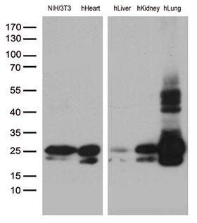 CAV1 / Caveolin 1 Antibody - Western blot analysis of extracts. (35ug) from NIH/3T3 cells and 4 different tissue lysates by using anti-CAV1 monoclonal antibody. (1:500)