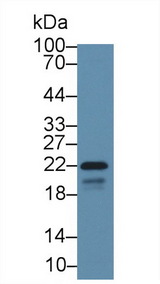 CAV1 / Caveolin 1 Antibody - Western Blot; Sample: Mouse Heart lysate; ;Primary Ab: 2µg/ml Rabbit Anti-Human CAV1 Antibody;Second Ab: 0.2µg/mL HRP-Linked Caprine Anti-Rabbit IgG Polyclonal Antibody;