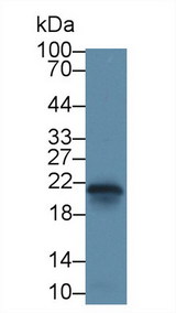 CAV1 / Caveolin 1 Antibody - Western Blot; Sample: Rat Heart lysate; ;Primary Ab: 3µg/ml Rabbit Anti-Rat CAV1 Antibody;Second Ab: 0.2µg/mL HRP-Linked Caprine Anti-Rabbit IgG Polyclonal Antibody;