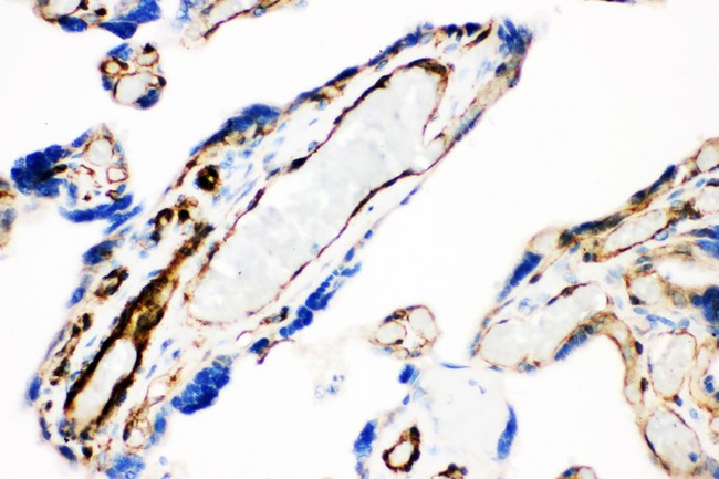 CAV1 / Caveolin 1 Antibody - Caveolin-1 antibody IHC-paraffin: Human Placenta Tissue.