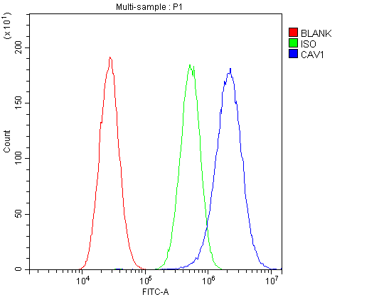 CAV1 / Caveolin 1 Antibody - Flow Cytometry analysis of A549 cells using anti-Caveolin-1 antibody. Overlay histogram showing A549 cells stained with anti-Caveolin-1 antibody (Blue line). The cells were blocked with 10% normal goat serum. And then incubated with rabbit anti-Caveolin-1 Antibody (1µg/10E6 cells) for 30 min at 20°C. DyLight®488 conjugated goat anti-rabbit IgG (5-10µg/10E6 cells) was used as secondary antibody for 30 minutes at 20°C. Isotype control antibody (Green line) was rabbit IgG (1µg/10E6 cells) used under the same conditions. Unlabelled sample (Red line) was also used as a control.