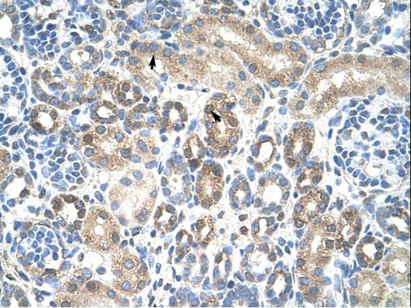 CAV1 / Caveolin 1 Antibody - CAV1 / Caveolin antibody AVARP09019_T100-NP_001744-CAV1(caveolin 1, caveolae protein, 22kDa) Antibody was used in IHC to stain formalin-fixed, paraffin-embedded human kidney.  This image was taken for the unconjugated form of this product. Other forms have not been tested.