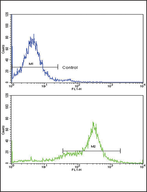 CAV3 / Caveolin 3 Antibody - Flow cytometric of 293 cells using CAV3 Antibody (bottom histogram) compared to a negative control cell (top histogram). FITC-conjugated goat-anti-rabbit secondary antibodies were used for the analysis.