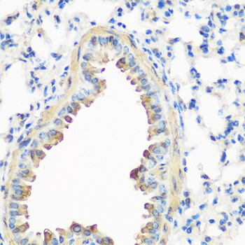 CAV3 / Caveolin 3 Antibody - Immunohistochemistry of paraffin-embedded mouse lung tissue.