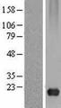 CAV3 / Caveolin 3 Protein - Western validation with an anti-DDK antibody * L: Control HEK293 lysate R: Over-expression lysate