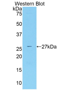 CBFA1 / RUNX2 Antibody - Western blot of recombinant CBFA1 / RUNX2.  This image was taken for the unconjugated form of this product. Other forms have not been tested.
