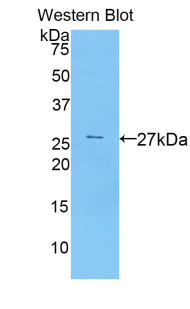CBFA1 / RUNX2 Antibody - Western blot of recombinant CBFA1 / RUNX2.  This image was taken for the unconjugated form of this product. Other forms have not been tested.
