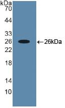 CBFA1 / RUNX2 Antibody - Western Blot; Sample: Recombinant RUNX2, Human.