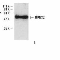 CBFA1 / RUNX2 Antibody - Western blot of RUNX-2 (D198) pAb in extracts from MDCK whole cell lysate.