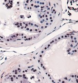 CBFA1 / RUNX2 Antibody - Immunohistochemistry: RUNX2 Antibody - Staining of RUNX2 in mouse prostate using DAB with hematoxylin counterstain.  This image was taken for the unconjugated form of this product. Other forms have not been tested.