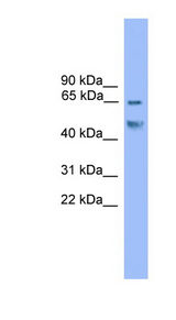 CBFA1 / RUNX2 Antibody - RUNX2 antibody Western blot of Rat Liver lysate. This image was taken for the unconjugated form of this product. Other forms have not been tested.