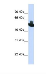 CBFA1 / RUNX2 Antibody - HepG2 cell lysate. Antibody concentration: 1.0 ug/ml. Gel concentration: 12%.  This image was taken for the unconjugated form of this product. Other forms have not been tested.