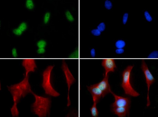 CBFA1 / RUNX2 Antibody - Immunocytochemistry/Immunofluorescence: RUNX2 Antibody - RUNX2 antibody was tested in HeLa cells with FITC (green). Nuclei and alpha-tubulin were counterstained with Dapi (blue) and Dylight 594 (red).  This image was taken for the unconjugated form of this product. Other forms have not been tested.