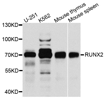 CBFA1 / RUNX2 Antibody - Western blot analysis of extracts of various cell lines.