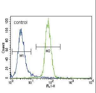CBFA1 / RUNX2 Antibody - RUNX2 Antibody (S465) flow cytometry of NCI-H460 cells (right histogram) compared to a negative control cell (left histogram). FITC-conjugated goat-anti-rabbit secondary antibodies were used for the analysis.