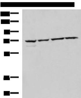 CBFA2T2 / MTGR1 Antibody - Western blot analysis of 293T Raji Jurkat HepG2 cell lysates  using CBFA2T2 Polyclonal Antibody at dilution of 1:1000