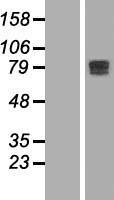 CBFA2T2 / MTGR1 Protein - Western validation with an anti-DDK antibody * L: Control HEK293 lysate R: Over-expression lysate