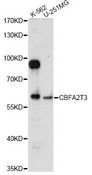 CBFA2T3 Antibody - Western blot analysis of extracts of various cell lines, using CBFA2T3 antibody at 1:1000 dilution. The secondary antibody used was an HRP Goat Anti-Rabbit IgG (H+L) at 1:10000 dilution. Lysates were loaded 25ug per lane and 3% nonfat dry milk in TBST was used for blocking. An ECL Kit was used for detection and the exposure time was 90s.