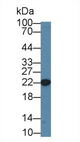 CBFB Antibody - Western Blot; Sample: Human K562 cell lysate; Primary Ab: 1µg/ml Rabbit Anti-Mouse CBFb Antibody Second Ab: 0.2µg/mL HRP-Linked Caprine Anti-Rabbit IgG Polyclonal Antibody