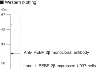 CBFB Antibody