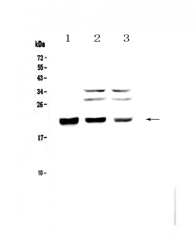 CBFB Antibody - Western blot - Anti-CBFb Picoband antibody